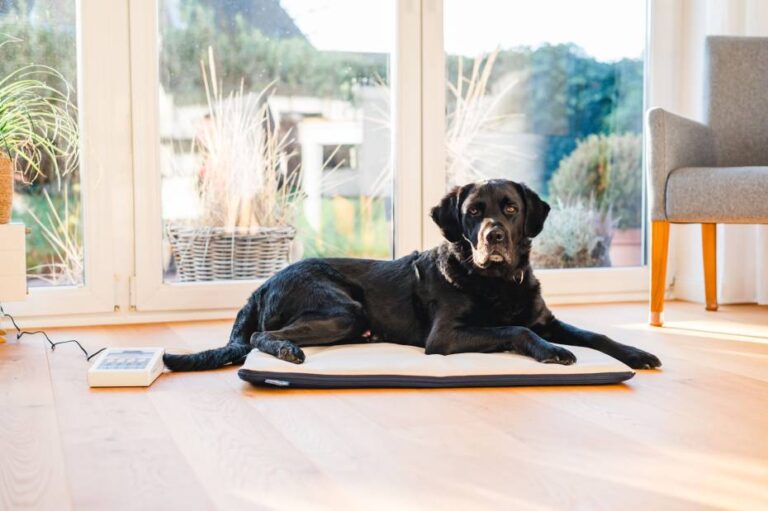 Home 32 188 magnetfeldmatte mit hund 9x6